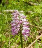 Orchis simia