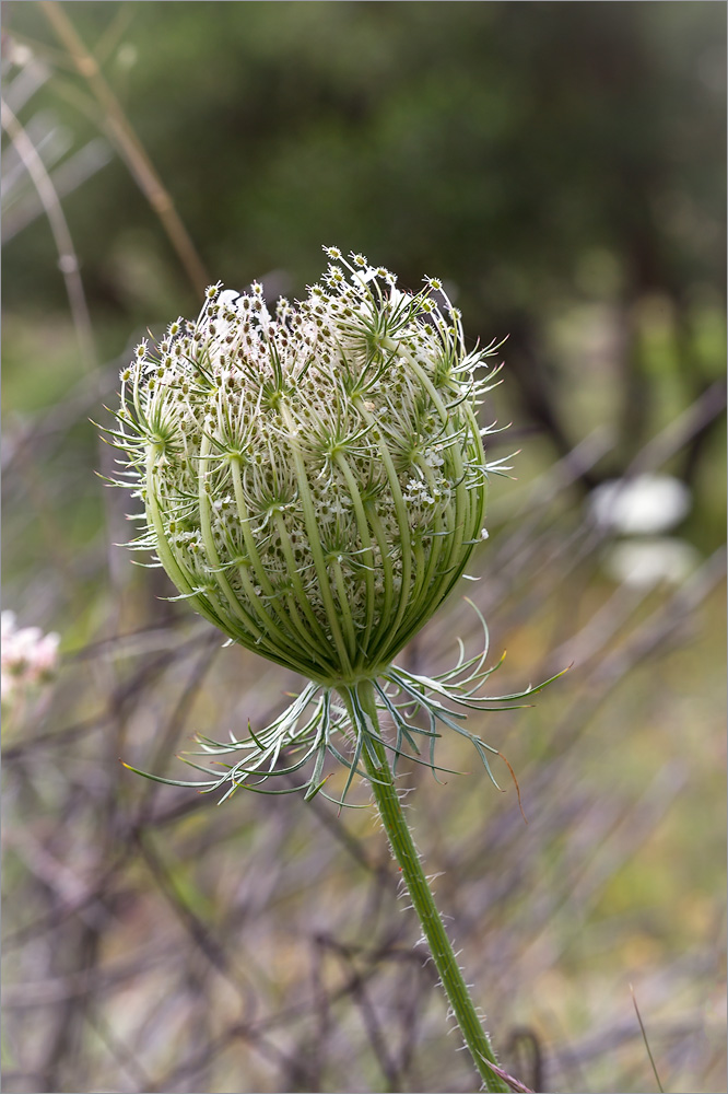 Изображение особи Daucus carota ssp. maximus.