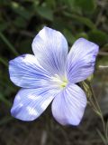 Linum narbonense