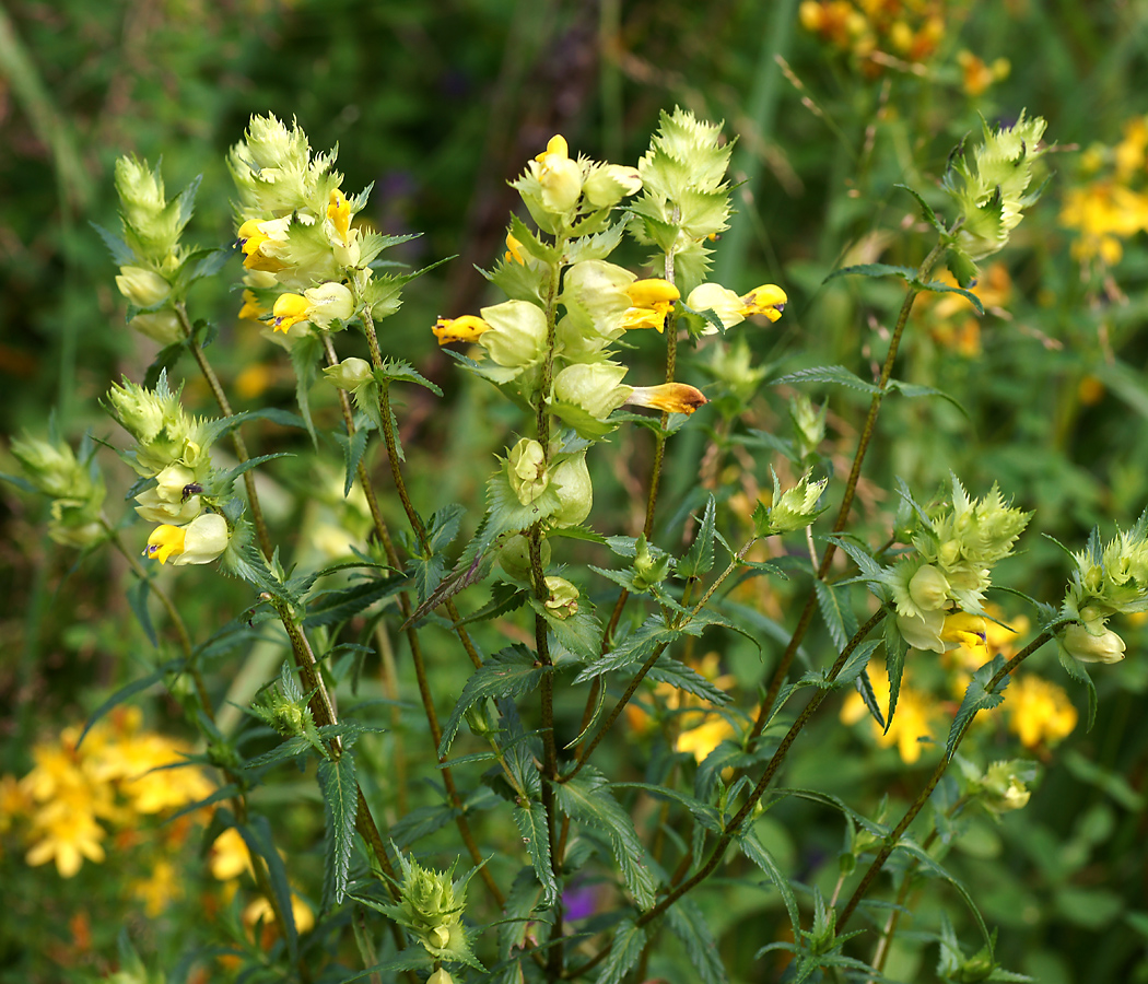 Изображение особи Rhinanthus minor.