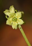 Adoxa moschatellina. Цветок. Приморский край, Находкинский городской округ, окр. пос. Врангель, мыс Каменского, в дубовом лесу. 26.05.2016.