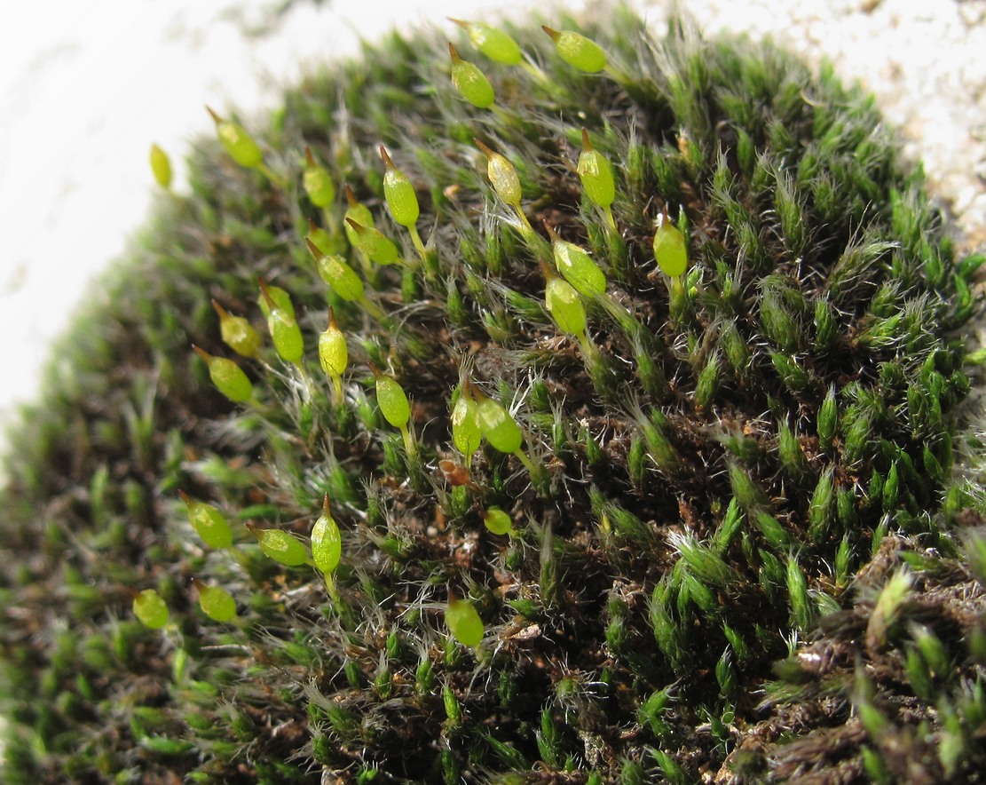 Изображение особи Grimmia longirostris.