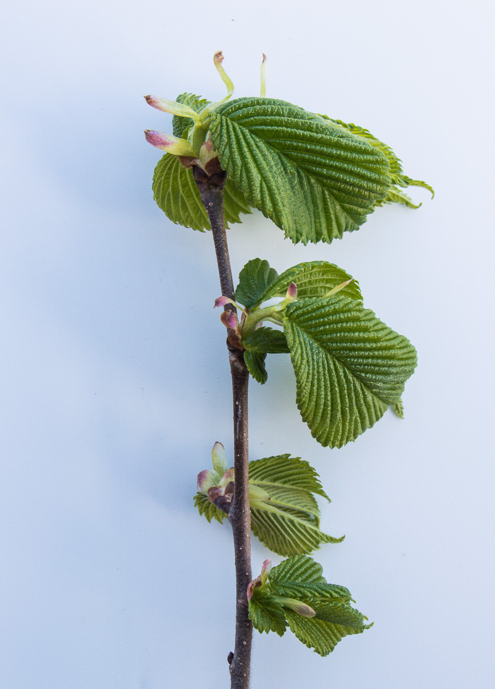 Изображение особи Ulmus glabra.