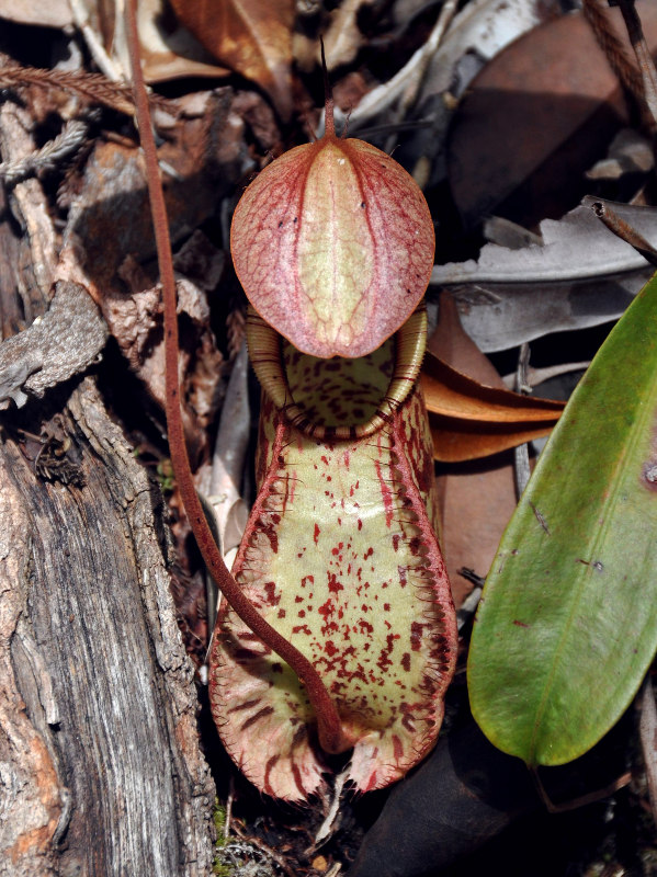 Изображение особи Nepenthes rafflesiana.