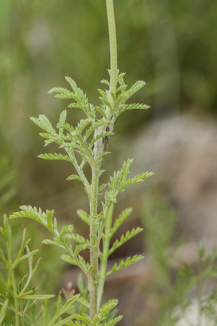 Изображение особи Anthemis tinctoria.