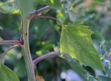 род Chenopodium. Лист в средней части побега. Крым, г. Саки, пустырь у жилых домов. 14.08.2017.