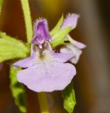 Stachys neurocalycina