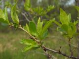 Salix pseudopentandra. Побег с распускающимися женскими соцветиями. Магаданская обл., окр. г. Магадан, нижнее течение р. Магаданка, пойменный ивняк. 21.06.2018.