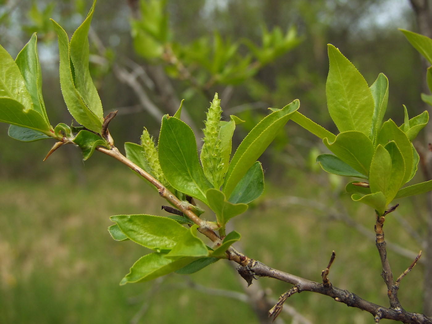 Image of Salix pseudopentandra specimen.