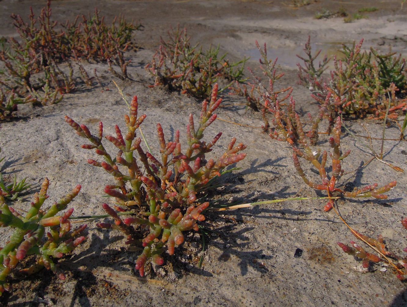 Изображение особи Salicornia perennans.