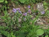 Myosotis alpestris. Цветущие растения. Украина, Закарпатская обл., Раховский р-н, хр. Свидовец, ≈ 1800 м н.у.м., каменистая осыпь. 2 июля 2010 г.