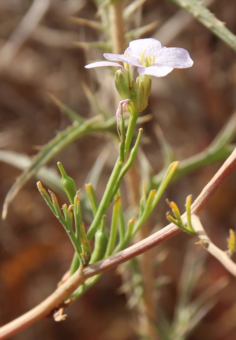 Изображение особи Erucaria hispanica.