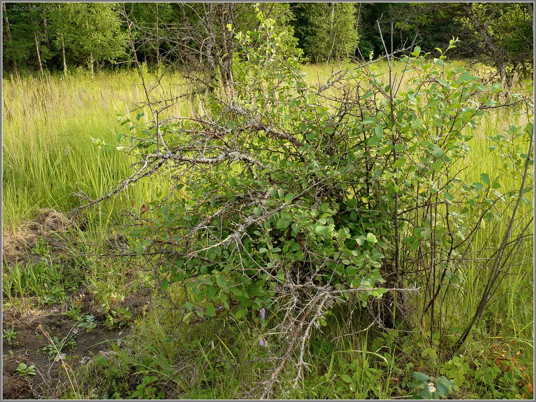 Изображение особи Malus sylvestris.