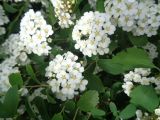 Spiraea × vanhouttei. Побеги с соцветиями. Тверская обл., г. Тверь, городской сад. 24 мая 2019 г.