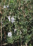 Rosmarinus officinalis