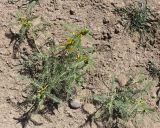 Astragalus nachitschevanicus