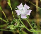 Malva setigera. Побег с цветком и сидящей личинкой кузнечика. Краснодарский край, м/о Новороссийск, окр. с. Сукко, левобережье оз. Сукко, поляна на склоне среди густого леса. 10.06.2019.