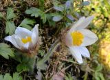 Pulsatilla vernalis. Цветущее растение. Карелия, Лахденпохский р-н, окр. пос. Ихала, хвойный лес на каменистом склоне. 09.05.2021.