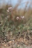 Allium moschatum