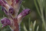 Orobanche pubescens