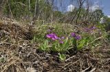 Primula patens