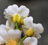 Draba cardaminiflora. Цветки (вид со стороны чашечек). Приморский край, Дальнегорский ГО, окр. с. Рудная Пристань, 1 км к юго-юго-западу от мыса Бриннера, приморские скалы. 12.06.2022.