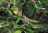 Persicaria amphibia