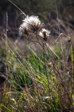 Carlina curetum