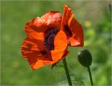 Papaver setiferum