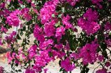 Bougainvillea glabra