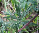 Potentilla argentea. Часть стебля с листьями. Московская обл., Одинцовский р-н, с. Никольское, край поля. 31.05.2010.