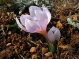 Colchicum triphyllum. Цветущее растение. Крым, Севастополь, мыс Кая-Баш. 21 января 2011 г.
