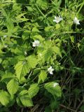 Rubus caesius