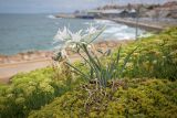 Pancratium maritimum. Цветущее и плодоносящее растение. Израиль, г. Яффо, высокий берег Средиземного моря. 01.10.2023.