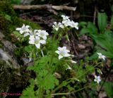 Saxifraga irrigua