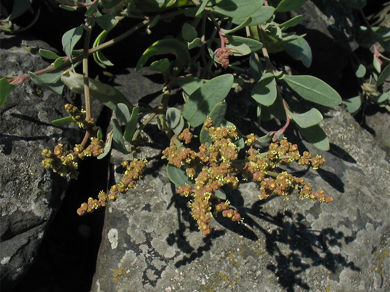 Image of Halimione portulacoides specimen.