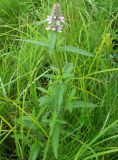 Stachys aspera