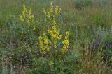 Verbascum marschallianum