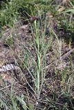 Tragopogon krascheninnikovii