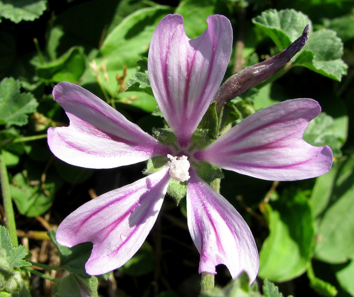 Изображение особи Malva sylvestris.