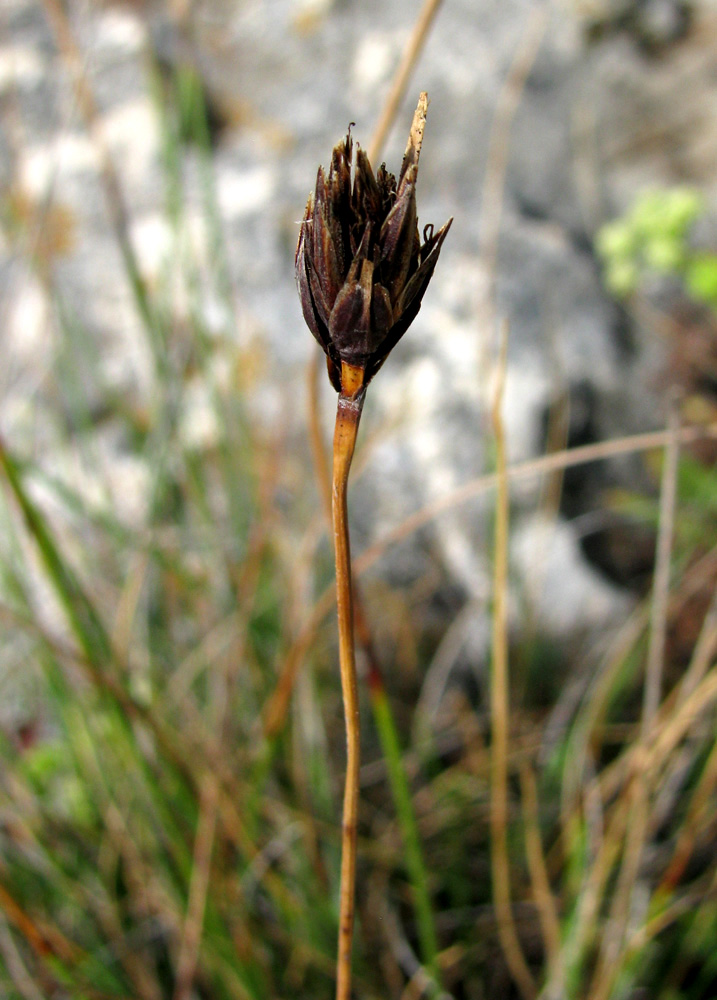 Изображение особи Schoenus nigricans.