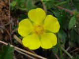 Potentilla heptaphylla