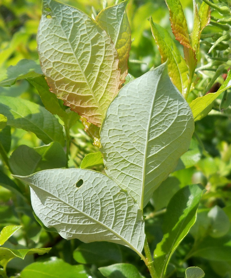 Изображение особи Salix starkeana.