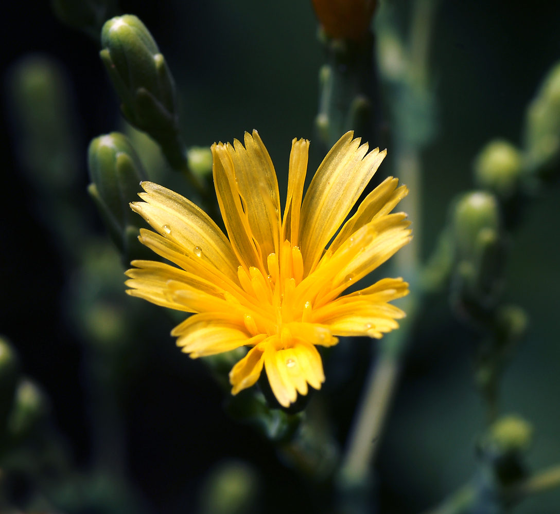 Image of Lactuca sativa specimen.