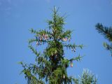 Picea abies