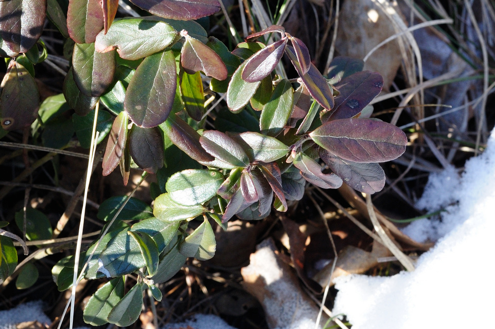 Изображение особи Vaccinium vitis-idaea.