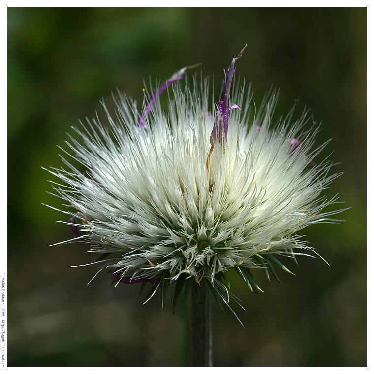 Image of Jurinea cyanoides specimen.