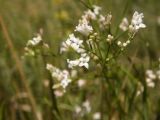 Asperula montana