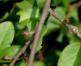 Elaeagnus multiflora. Часть ветки с молодыми почками. Германия, г. Дюссельдорф, Ботанический сад университета. 05.09.2014.