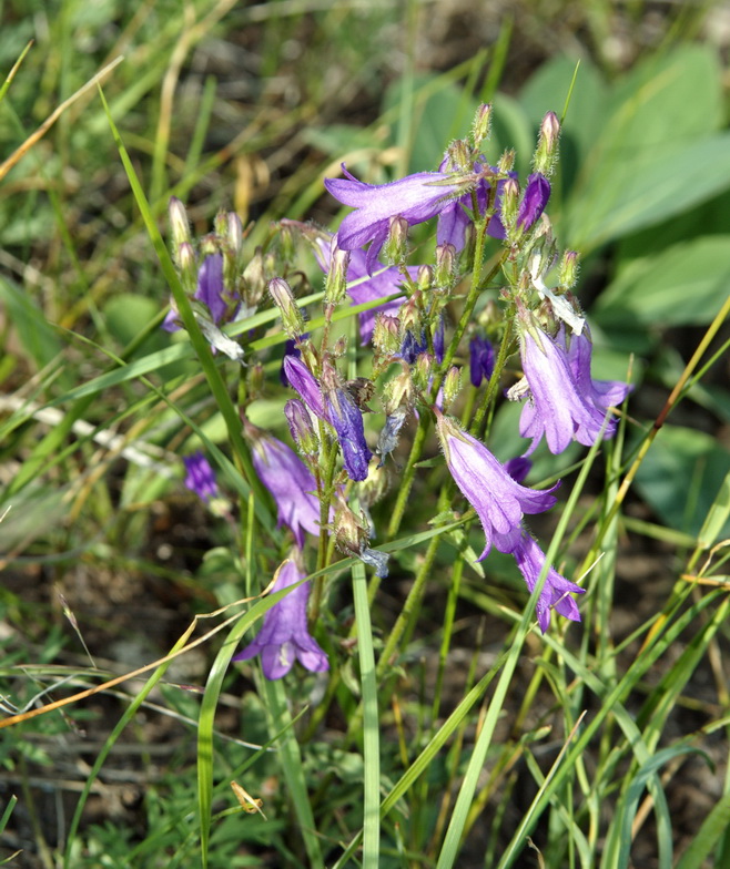 Изображение особи Campanula sibirica.